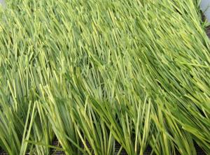 China UV - Anti Football Artificial Grass 9500 Dtex CE / SGS / ISA factory