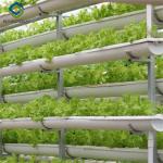 Sainpoly Commercial Hydroponic Greenhouse For Plant Growing Lettuce