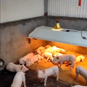 China Pig Farming Livestock Farming Equipment Durable Weaning Cage Stainless factory