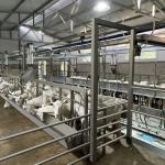 Farms Dairy High Productivity Milking Parlor Equipment Flexible Goat Milking