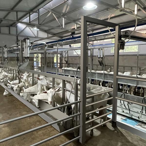 Farms Dairy High Productivity Milking Parlor Equipment Flexible Goat Milking
