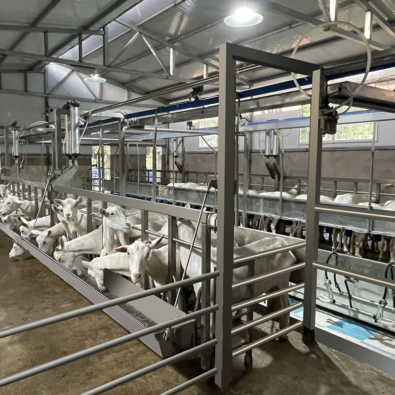 Sheep Parallel Fast Mode Milking Parlor Equipment Easy To Operate