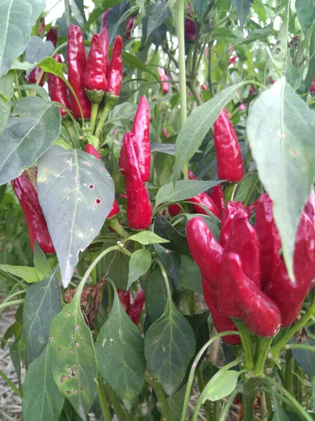 BRC Certificate Dried Red Chilli Peppers 10000-90000shu Pungent Flavor