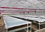 Temperature Controlled DWC Hydroponics System High Density For Intensive