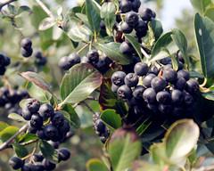 China Black Chokeberry Extract Anthocyandins 10%,25% Dark violet fine powder anti-aging factory