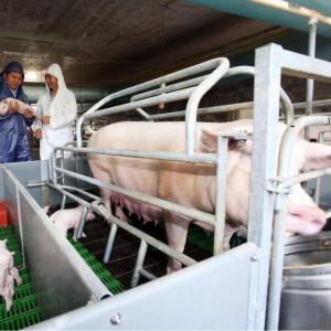 China 300 Sows Farm Complete Pig Project Equipment Farrowing Carte factory