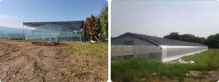 10ft Plastic Film Sawtooth Greenhouse Tunnel Tropical Top Ventilation Tomato Growing