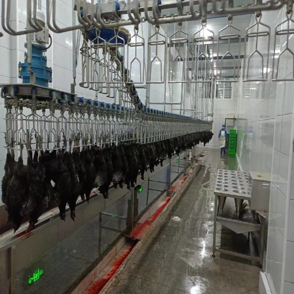 China Automatic Halal Poultry Slaughter Machine 500 bph Chicken Plucking Machine factory