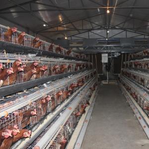 China Automatic Poultry Farming Modern A Type Egg Chicken Layer Battery Cage factory