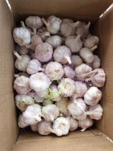 China China fresh garlic export to Brazil by loose packing carton box.5.5-6.0cm factory