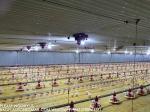 Poultry Equipment Chicken Feeders Drinkers Poultry Automatic Animal Feeders