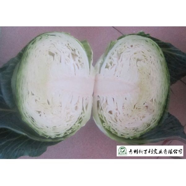 China Natural Bright Green Flat Dutch Cabbage , Ball Cabbage Maintaining Enhancing factory