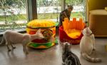 Soft Removable And Washable Hamburger Cat Bed Dot Small Pet Animal Round Donut