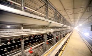 China Hot Dipped Galvanized Poultry Duck Cage / Anti Rust Poultry Cage For Egg Ducks factory