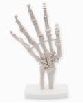 Human Life Size Finger Bone Flexible for Medical Demonstration Study Education