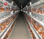 Poultry Battery Layer Chicken Cage Hopper Feeding