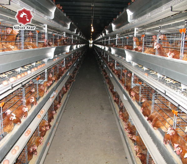 Layers Poultry Farming Battery Chicken Cage H Type 4Tiers 6 Tiers
