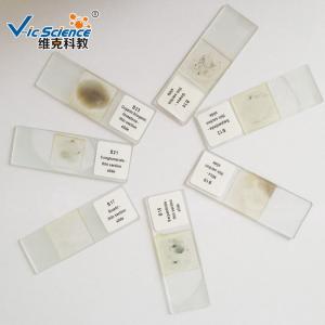 China Mineral And Rock Prepared Microscope Slides 100 Kinds 76.2×25.4×(1.0-1.2) Mm factory