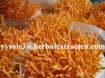 Cordyceps Sinensis Extract,Polysaccharides 15%, Enhance immunity, Reishi