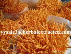 China Cordyceps Sinensis Extract,Polysaccharides 15%, Enhance immunity, Reishi Mushroom Extract ,Polysaccharides 30%, Chinese factory