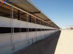 Easy Build Piggery Shed Construction Steel Structure Cow House Construction