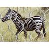 Buy cheap AISI316 Woven Type Wire Rope Stainless Steel Zoo Mesh / Animal Enclosure Fencing from wholesalers