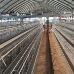 Hot Galvanized Egg Laying Cage Poultry Farming Equipment Manual Chicken Layer