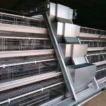 8.67m/Min Livestock Automatic Chicken Feeder System , SGS 0.75kw Chicken Feed