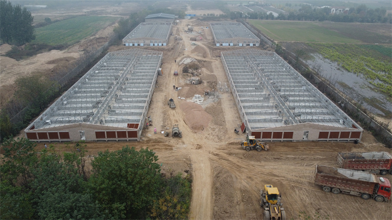 Steel Structure Pig House For Pig Feeding Farm