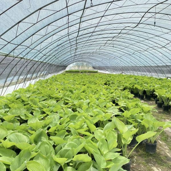 Low Cost Hydroponic Tunnel Greenhouse for Agriculture