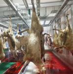 304 Stainless Steel Slaughterhouse Cow Machine 2480*1340*1480mm