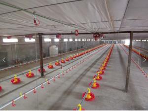 China Broiler Automatic Pan Feeding System 2.2KW Automatic Water System For Chickens factory