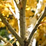 20m Artificial Foliage Tree Birch Autumn Vibe Romance No Pest No Light Floor