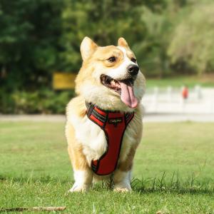 China Waterproof Hi Vis Harness For Dogs LED Light Up Dog Harness XS-XL factory