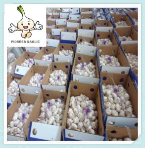 China Normal White / Pure White FRESH GARLIC, SIZES 4cm 5cm 5.5cm 6cm factory