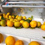 3KW Circumvolving Fruit And Vegetable Cleaning Machine , Sedimentation Tank