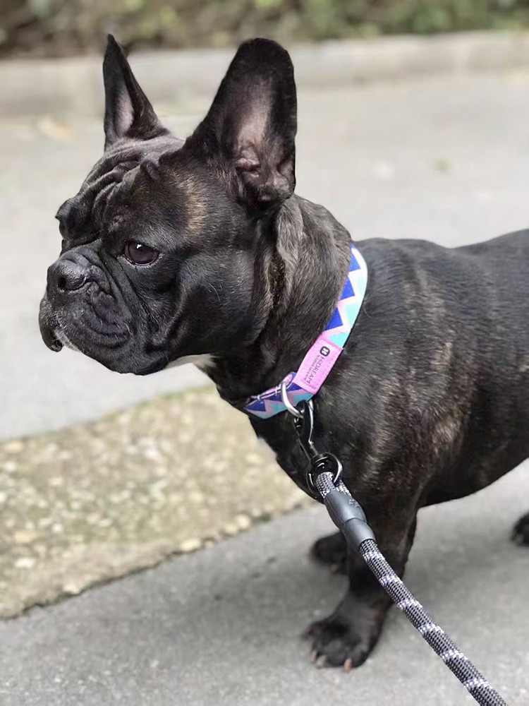 Adjustable Dog Walking Collars And Leashes Rainbow Girl Newborn Puppy Collar