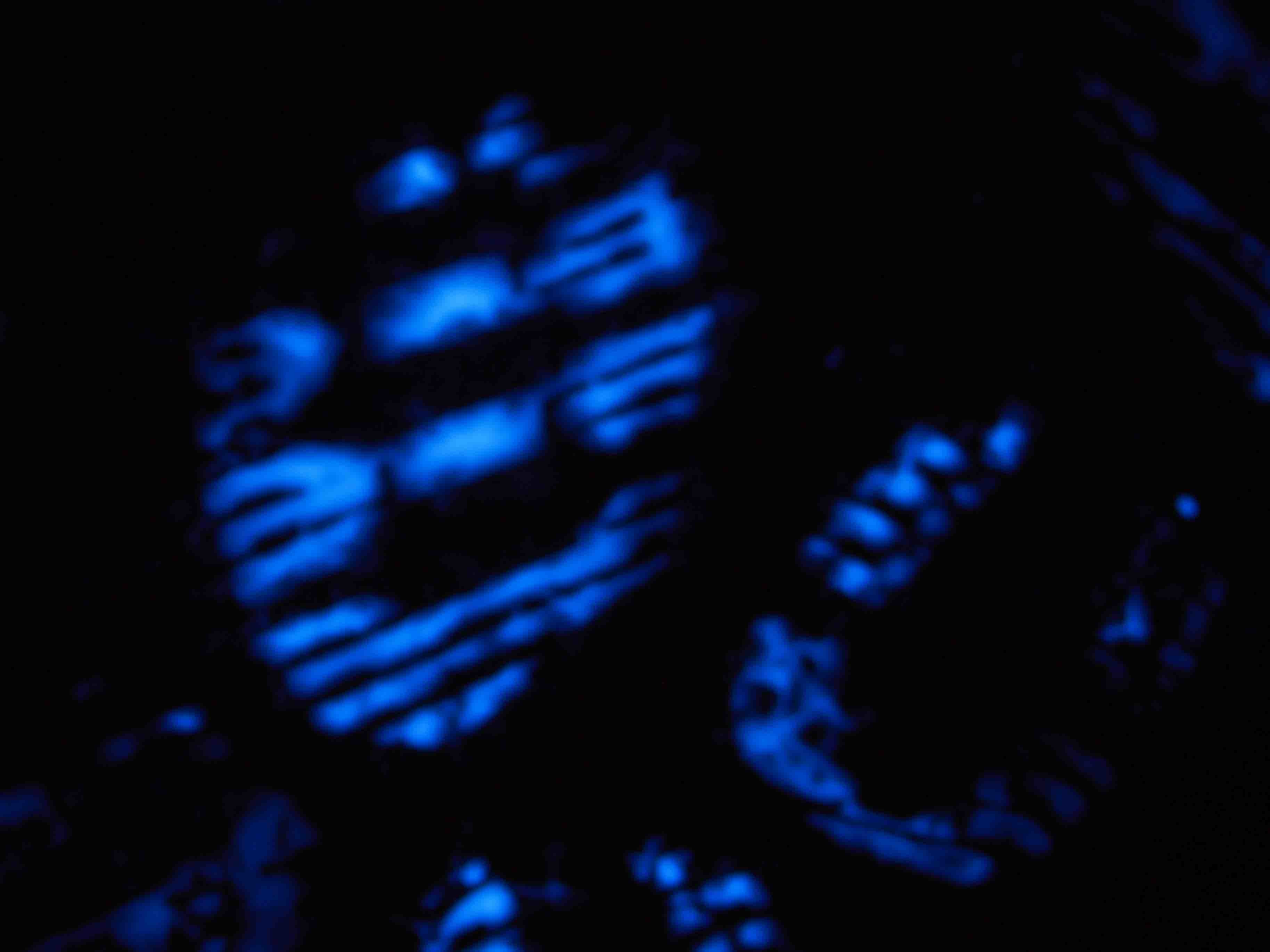 L001 Luminol latent bloodstain developer