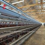 120-200 Chickens Capacity Layer Battery Cage System For 500 To 50000 Chicken