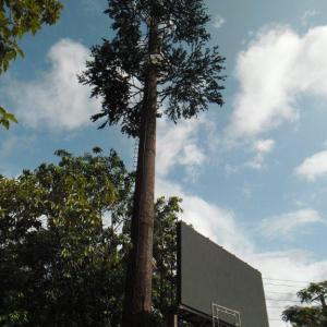China Community Camouflage Cell Tower Pine Tree Communication factory