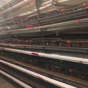 China Hot Dipped Galvanized Quail Cage Indoor Use Q235 Steel Wire Material Durable factory