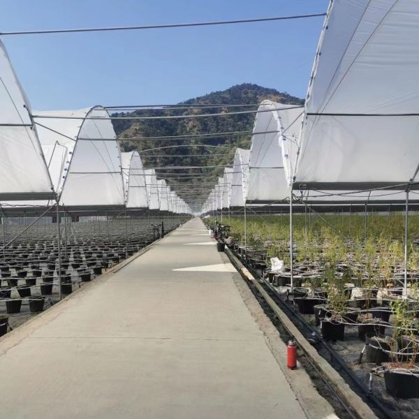 China Single Layer Rain Shelter Greenhouse with Small Spire Top or Round Top for Grape and Cherry Cultivation factory