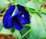 Butterfly pea Extract, Butterfly pea Powder, Blue Powder, Chinese manufacturer,