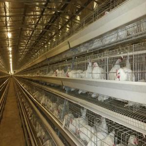 China A Type Poultry Battery Layer Chicken Cage System Hot Galvanized Q235 Steel Wire factory