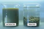 Blufloc CPAM C8050 For Slaughter Wastewater Treatment
