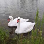Rester Body Style Hunting Decoy Lifelike Plastic Life Size Swan Decoy for Geese
