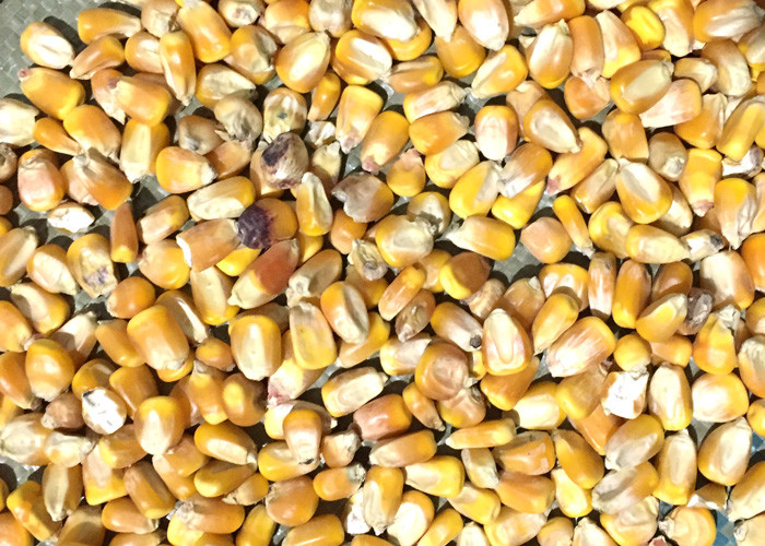 7 Chutes Corn Big Capacity Colour Sorting Machine Good Stability White Color