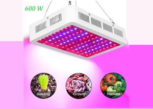 China 31cm 7200lm Full Spectrum LED Grow Lights 600 Watt Red Blue White UV factory