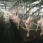 Automatic Small Abattoir Poultry Slaughterhouse Equipment Chicken Mobile