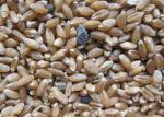 Hons Brand S4 Long Lifetime Ejector Wheats Color Sorter With RGB Camera